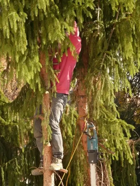 forest work tree cases