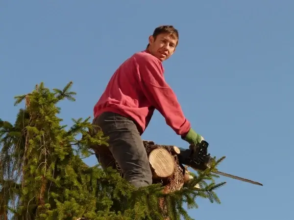 forest work woodworks tree