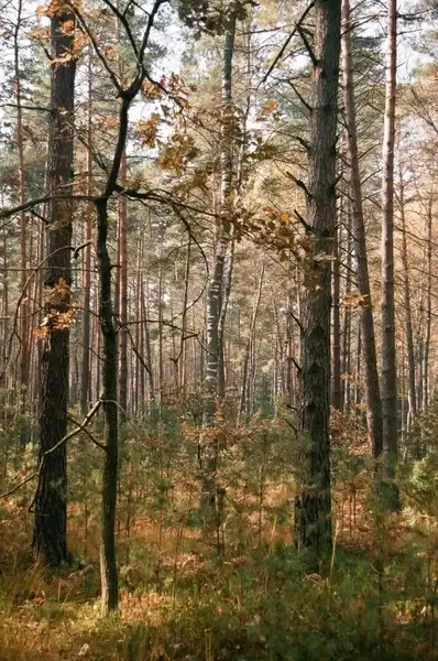 forests janowskie maliniec