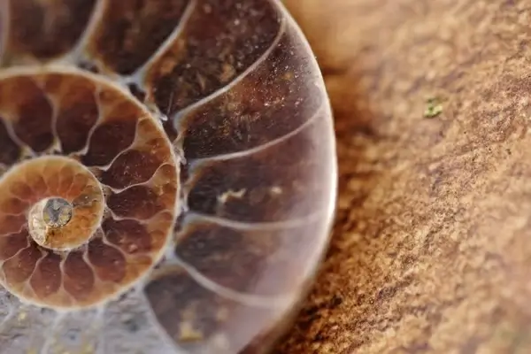 fossil ammonit petrification