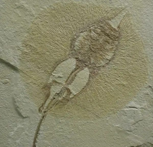 fossil stingray
