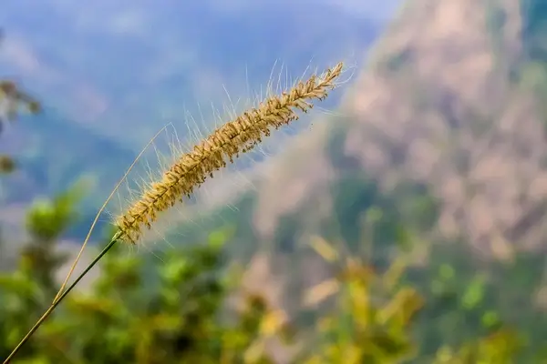 fountain grass
