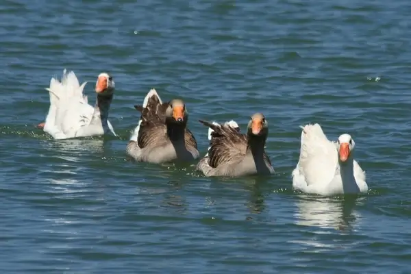 four swimming geese