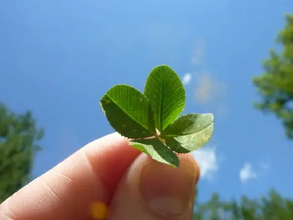 fourleaf clover