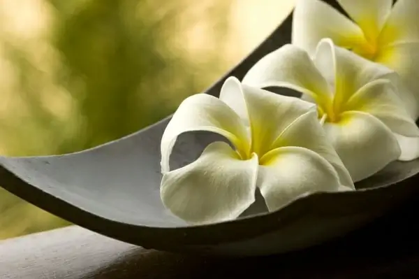 frangipani burma gardenia highdefinition picture