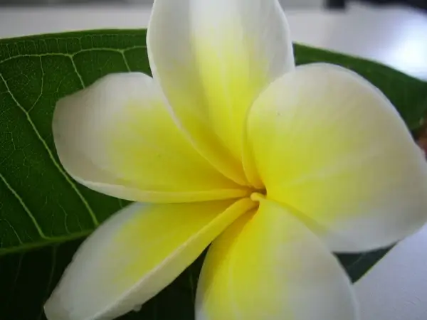 frangipani flower