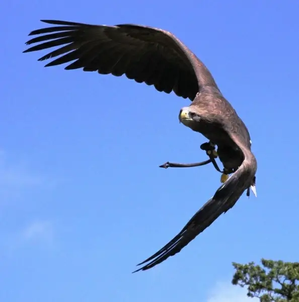 free flight