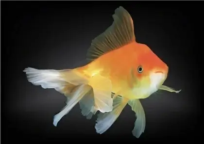 Free Goldfish Vector