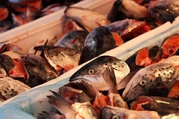 fresh fish heads