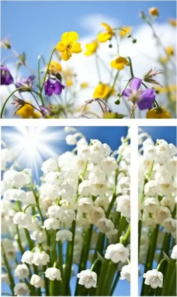fresh flower series 01 hd picture