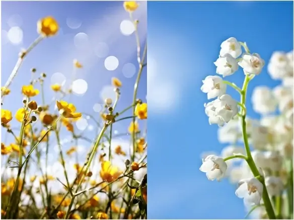 fresh flower series 02 hd picture