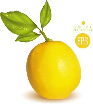 fresh fruit citrus vector set