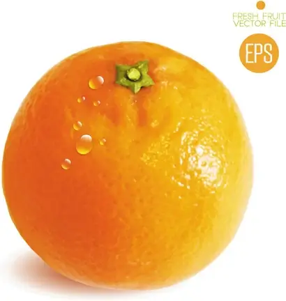 fresh fruit citrus vector set