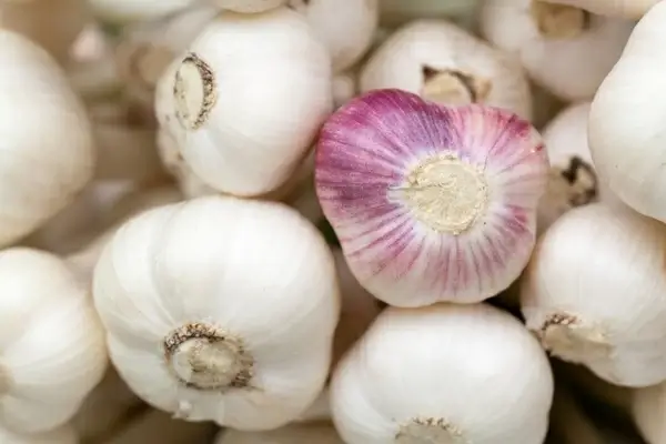 fresh garlic