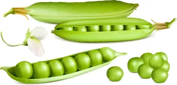 fresh peas vector graphics