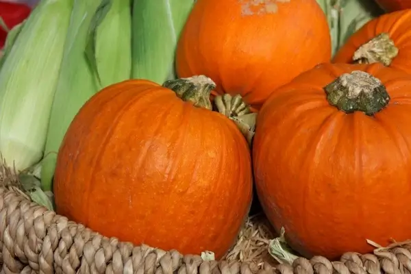 fresh pumpkins and corn