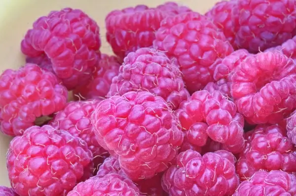 fresh raspberries