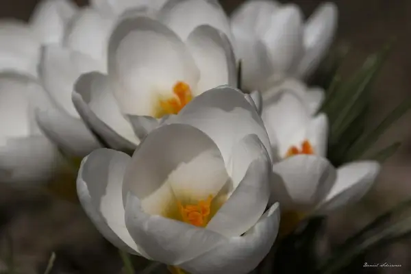 frhling primavera spring