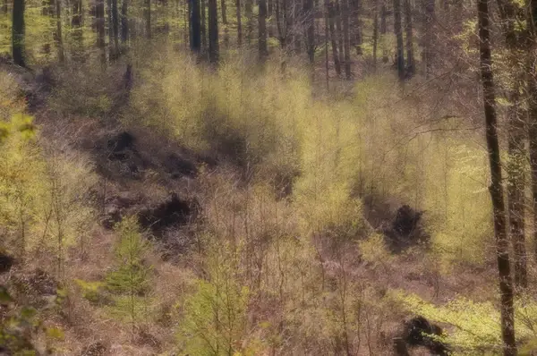 frhlingswald spring forest