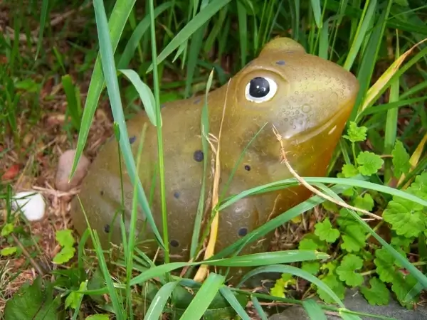 frog