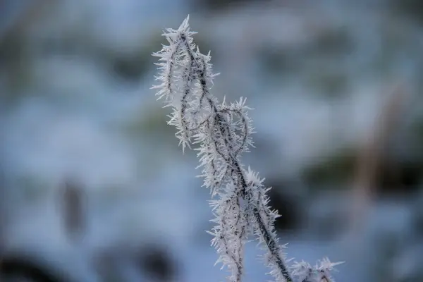 frost bite