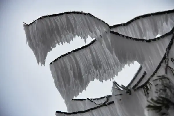 frost ribbon