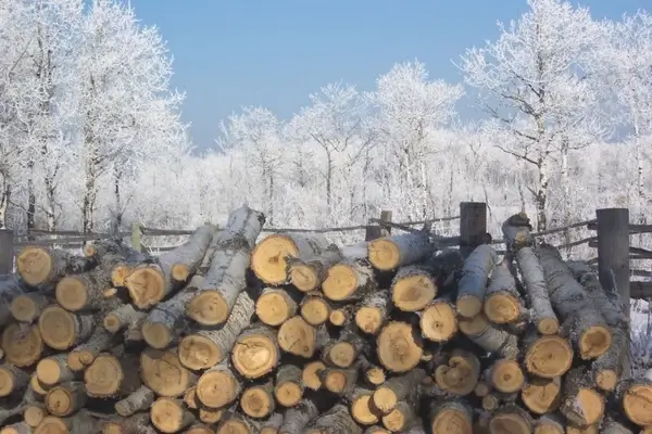 frosty woodpile