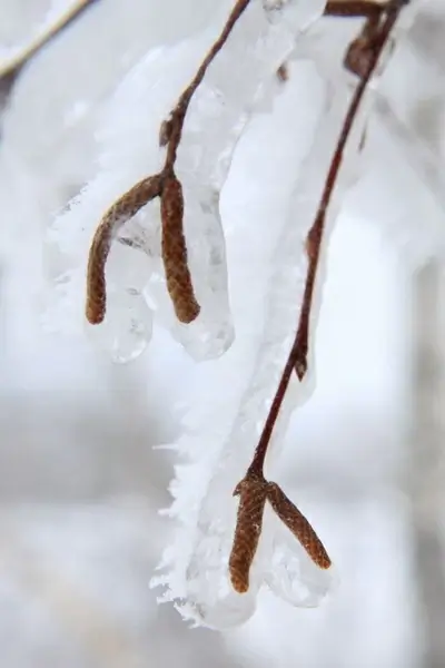 frozen birch plant