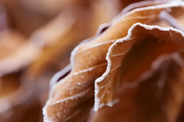 frozen brown leaves