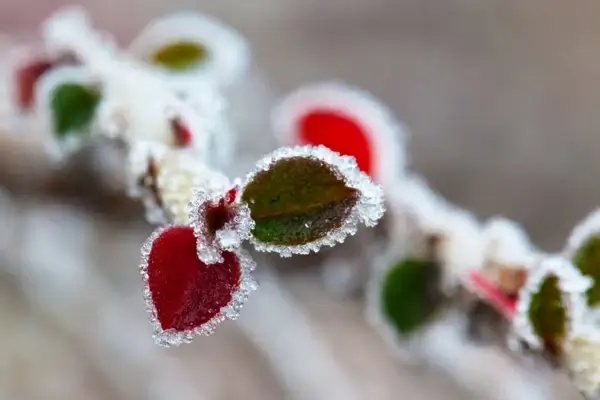 frozen colorful leaves