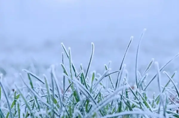 frozen grass