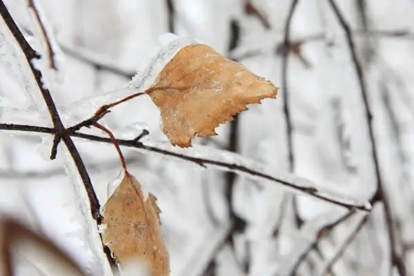 frozen leaves in winter