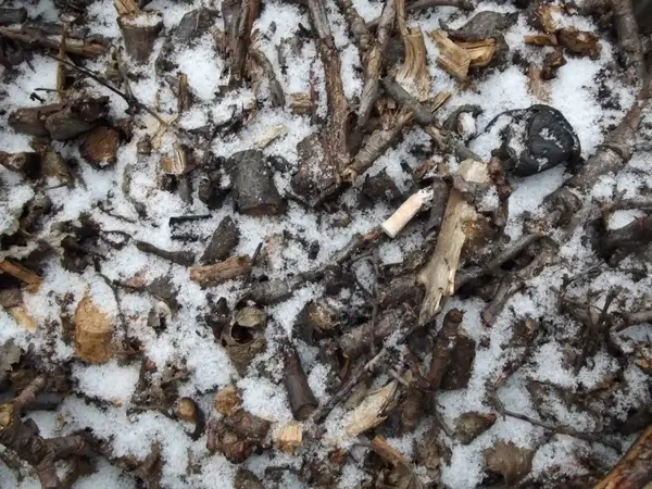 frozen twigs n stuff