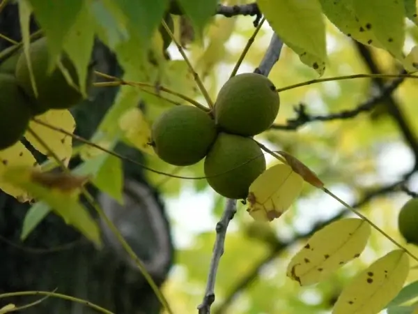 fruits black walnut tree