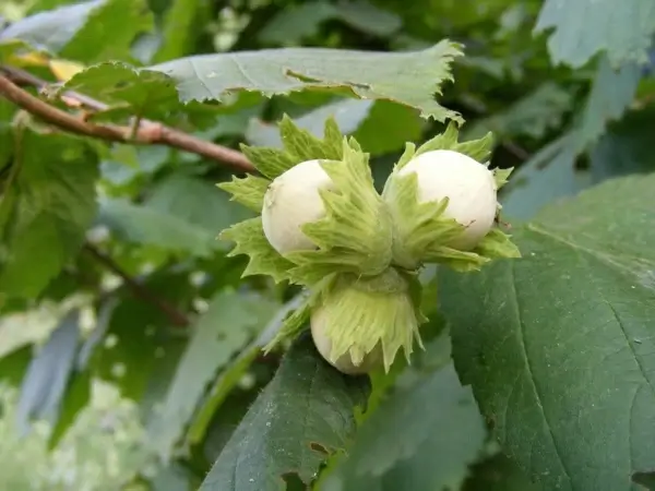 fruits hazelnuts peanuts