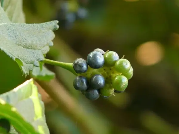 fruits little samig toxic