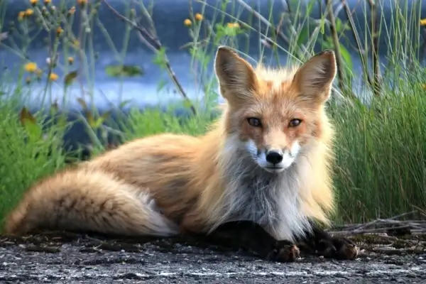 fuchs canada perce