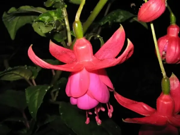 fuchsia