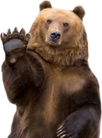 funny animal pictures 02 hd picture