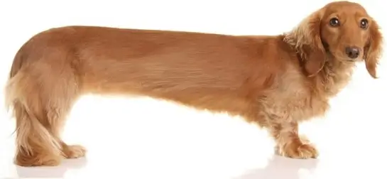 funny animal pictures 03 hd picture