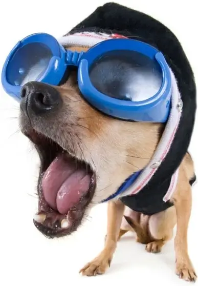 funny animal pictures 04 hd picture