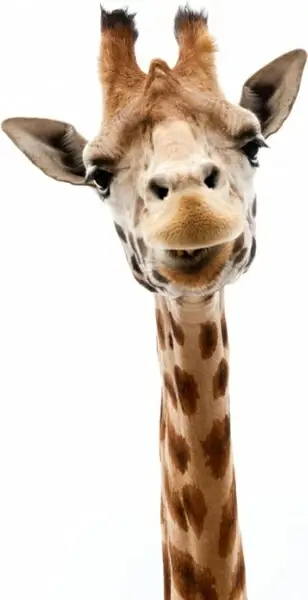 funny animal pictures 05 hd picture