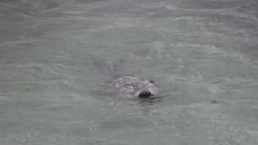 funny clip of wild bird attack seal