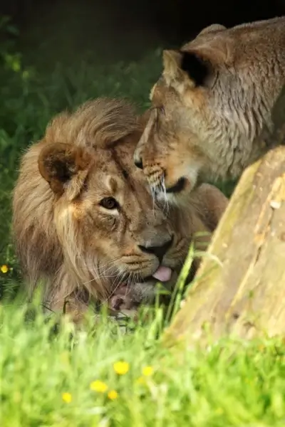 funny lion