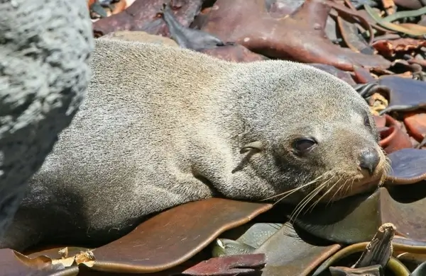 fur seal seals seal pup