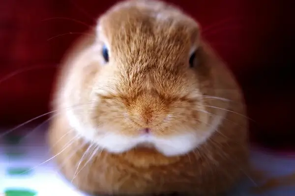 furry