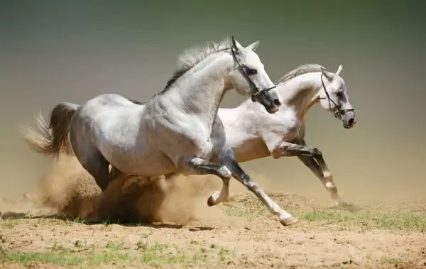 galloping horses 02 hq pictures