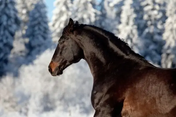 galloping horses 03 hq pictures