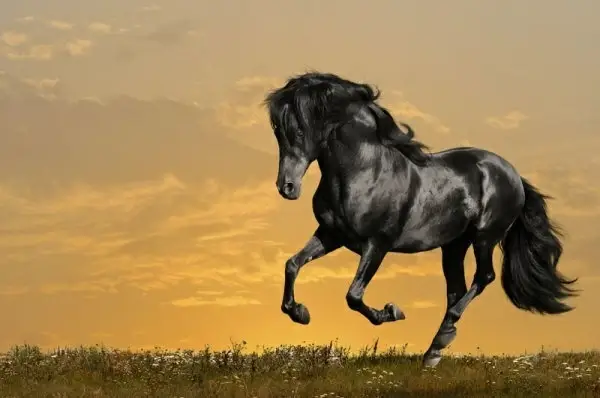 galloping horses 05 hd pictures