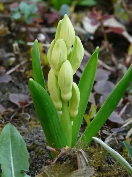 garden hyacinth hyacinthus orientalis hyacinth